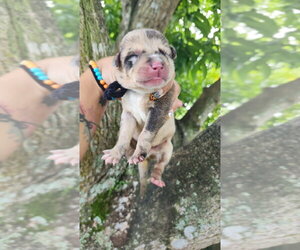 Mutt Dogs for adoption in Oakland Park , FL, USA