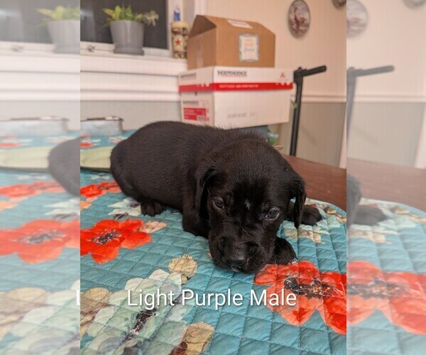 Medium Photo #2 Labrador Retriever Puppy For Sale in PIERSON STATION, IL, USA