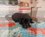 Light purple - Male Labrador Retriever Puppy for Sale - Photo #2