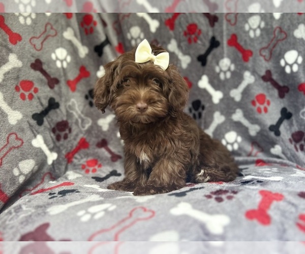 Medium Photo #3 ShihPoo Puppy For Sale in LAKELAND, FL, USA