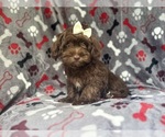 Small #2 ShihPoo