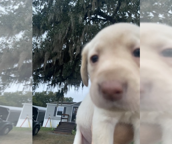 Medium Photo #37 Labrador Retriever Puppy For Sale in WILDWOOD, FL, USA