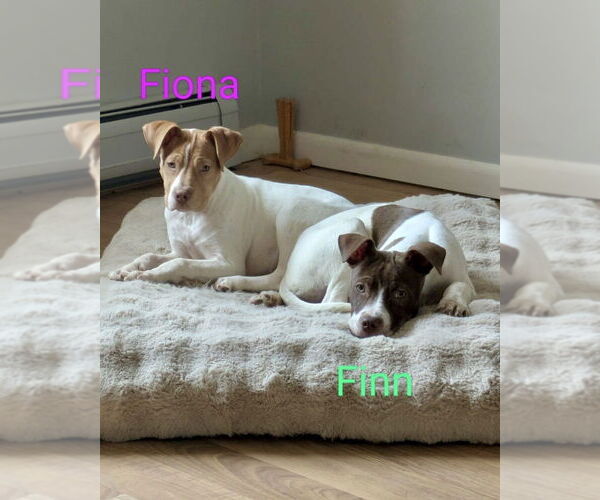 Medium Photo #8 American Pit Bull Terrier-Unknown Mix Puppy For Sale in Brewster, NY, USA