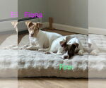 Small #7 American Pit Bull Terrier Mix
