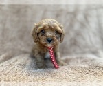 Small #2 Cavapoo (Miniature)