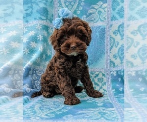 Cock-A-Poo Puppy for sale in LINCOLN UNIV, PA, USA