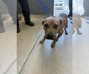 American Staffordshire Terrier Dogs for adoption in Tallahassee, FL, USA