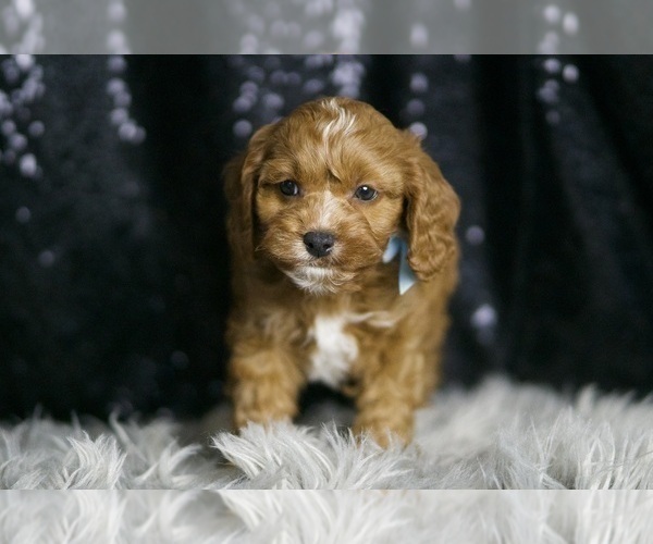 Medium Photo #4 Cavapoo Puppy For Sale in WARSAW, IN, USA