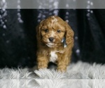 Small Photo #4 Cavapoo Puppy For Sale in WARSAW, IN, USA