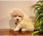 Small Poodle (Miniature)-Poodle (Toy) Mix