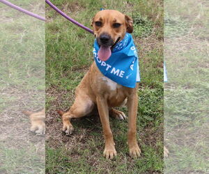 Orion - Male Black Mouth Cur-Labrador Retriever Mix Dog for Adoption - Photo #2