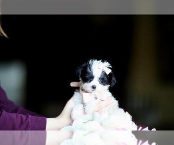 Medium Photo #4 Morkie Puppy For Sale in MIAMI, FL, USA