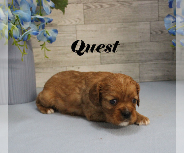 Medium Photo #12 Cavalier King Charles Spaniel Puppy For Sale in CHANUTE, KS, USA
