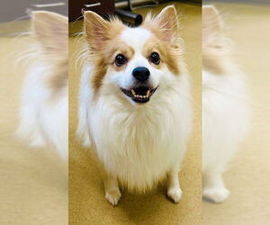 Pomimo Dogs for adoption in Derwood, MD, USA