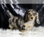 Small #2 Dachshund
