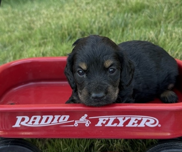 Medium Photo #5 Dachshund Puppy For Sale in BIG BEND, CO, USA