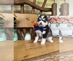 Small Photo #13 Pomsky Puppy For Sale in VENUS, PA, USA