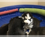 Small Photo #2 Siberian Husky Puppy For Sale in EVERGREEN, CO, USA