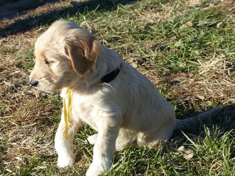 Medium Photo #7 Goldendoodle Puppy For Sale in BOLIVAR, MO, USA