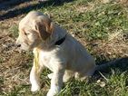 Small Photo #7 Goldendoodle Puppy For Sale in BOLIVAR, MO, USA