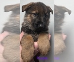 Puppy Purple German Shepherd Dog