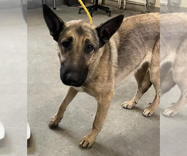 Medium Photo #1 German Shepherd Dog Puppy For Sale in Camarillo, CA, USA