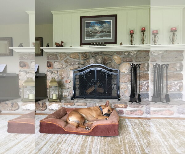 Medium Photo #13 Carolina Dog-Unknown Mix Puppy For Sale in Rockaway, NJ, USA