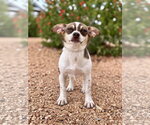 Millie - Female Chiweenie Dog for Adoption - Small photo