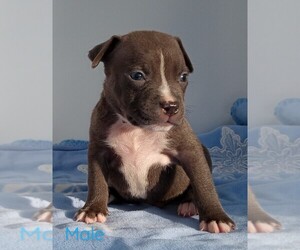 American Pit Bull Terrier Puppy for Sale in DOS PALOS, California USA