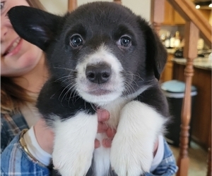 Aussie-Corgi Puppy for sale in LOVELAND, CO, USA