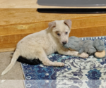 Small #6 Australian Cattle Dog