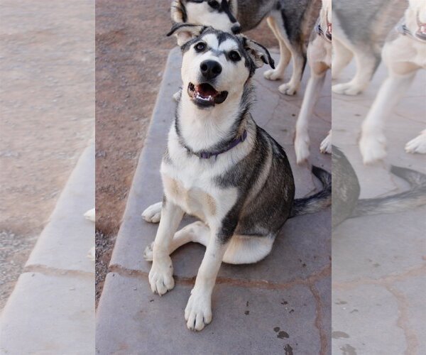 Medium Photo #2 Siberian Husky-Unknown Mix Puppy For Sale in Cedar Crest, NM, USA