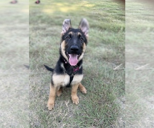 German Shepherd Dog Puppy for sale in ROWLETT, TX, USA