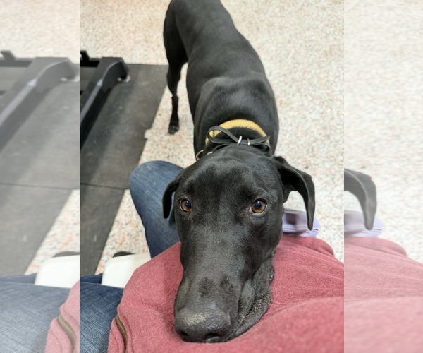 Medium Photo #2 Doberman Pinscher-Great Pyrenees Mix Puppy For Sale in Buffalo, MN, USA