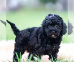 Small Photo #51 Goldendoodle (Miniature) Puppy For Sale in WARSAW, IN, USA