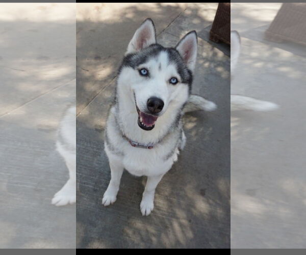 Medium Photo #7 Siberian Husky Puppy For Sale in Newport Beach, CA, USA