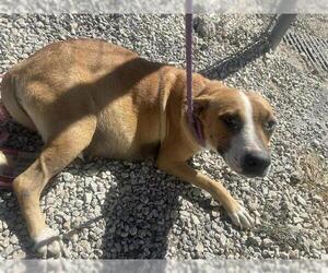 American Pit Bull Terrier Dogs for adoption in Houston, TX, USA