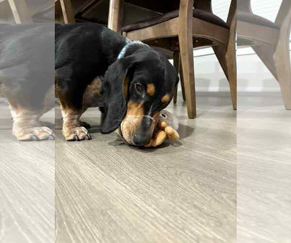 Medium Photo #3 Basset Hound Puppy For Sale in Carrollton, TX, USA