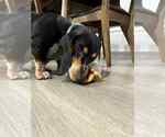 Small #2 Basset Hound