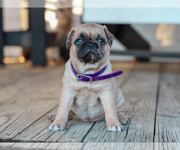 Medium Photo #2 Jug-Pug Mix Puppy For Sale in LIBERTY, KY, USA