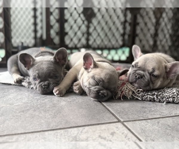 Medium Photo #2 French Bulldog Puppy For Sale in SUMMERVILLE, SC, USA