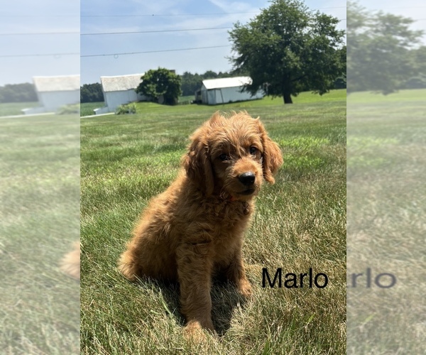 Medium Photo #5 Goldendoodle (Miniature) Puppy For Sale in FREDERICKSBG, OH, USA