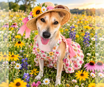 Pamela - Female Black Mouth Cur-Labrador Retriever Mix Dog for Adoption - Small photo