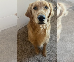 Father of the Golden Retriever puppies born on 10/18/2025