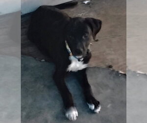 Staffordshire Bull Terrier-Unknown Mix Dogs for adoption in The Woodlands, TX, USA
