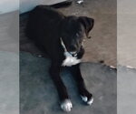 Princess - Female Staffordshire Bull Terrier-Unknown Mix Dog for Adoption - Small photo