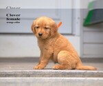Image preview for Ad Listing. Nickname: Litter of 10