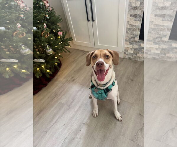 Medium Photo #2 Beagle-Unknown Mix Puppy For Sale in Sanford, FL, USA