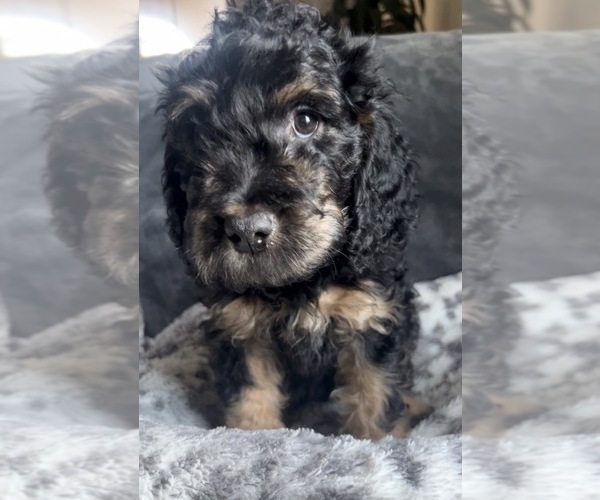 Medium Photo #5 Goldendoodle mix (+ Poodle Miniature) Puppy For Sale in FONTANA, CA, USA