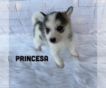 Small Photo #1 Pomsky Puppy For Sale in CARROLLWOOD, FL, USA